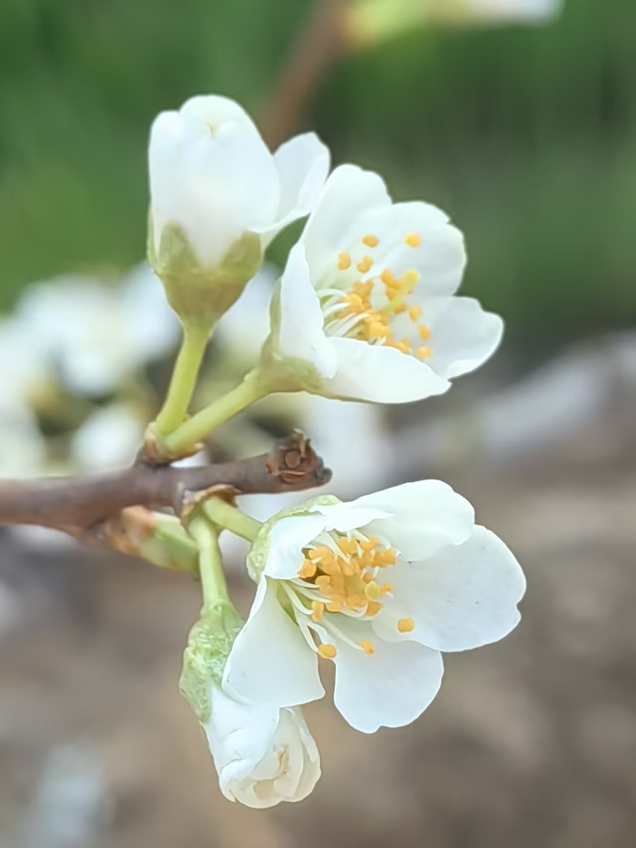 照片4